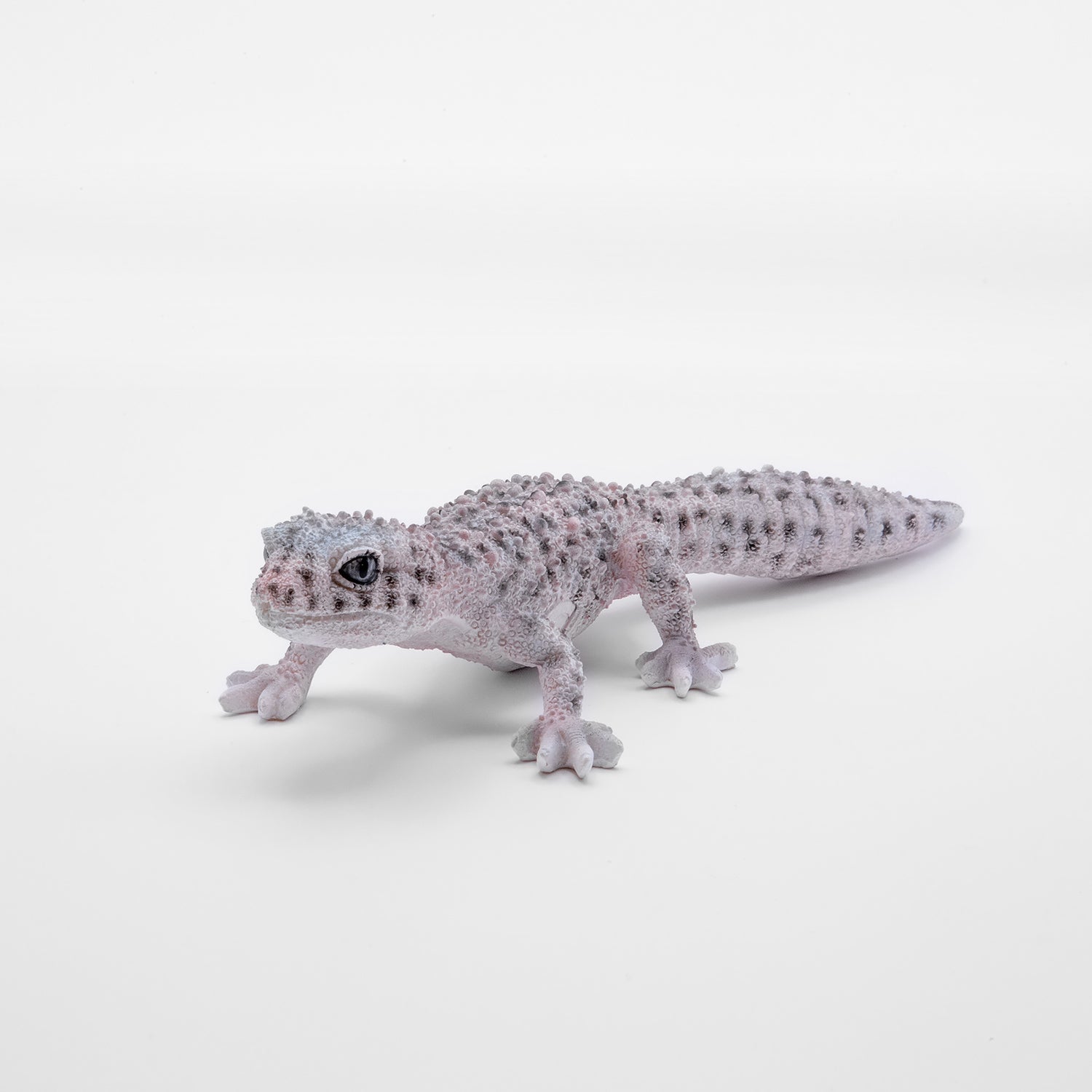 magnet / マグネット マグネット レオパードゲッコー（MACK SNOW