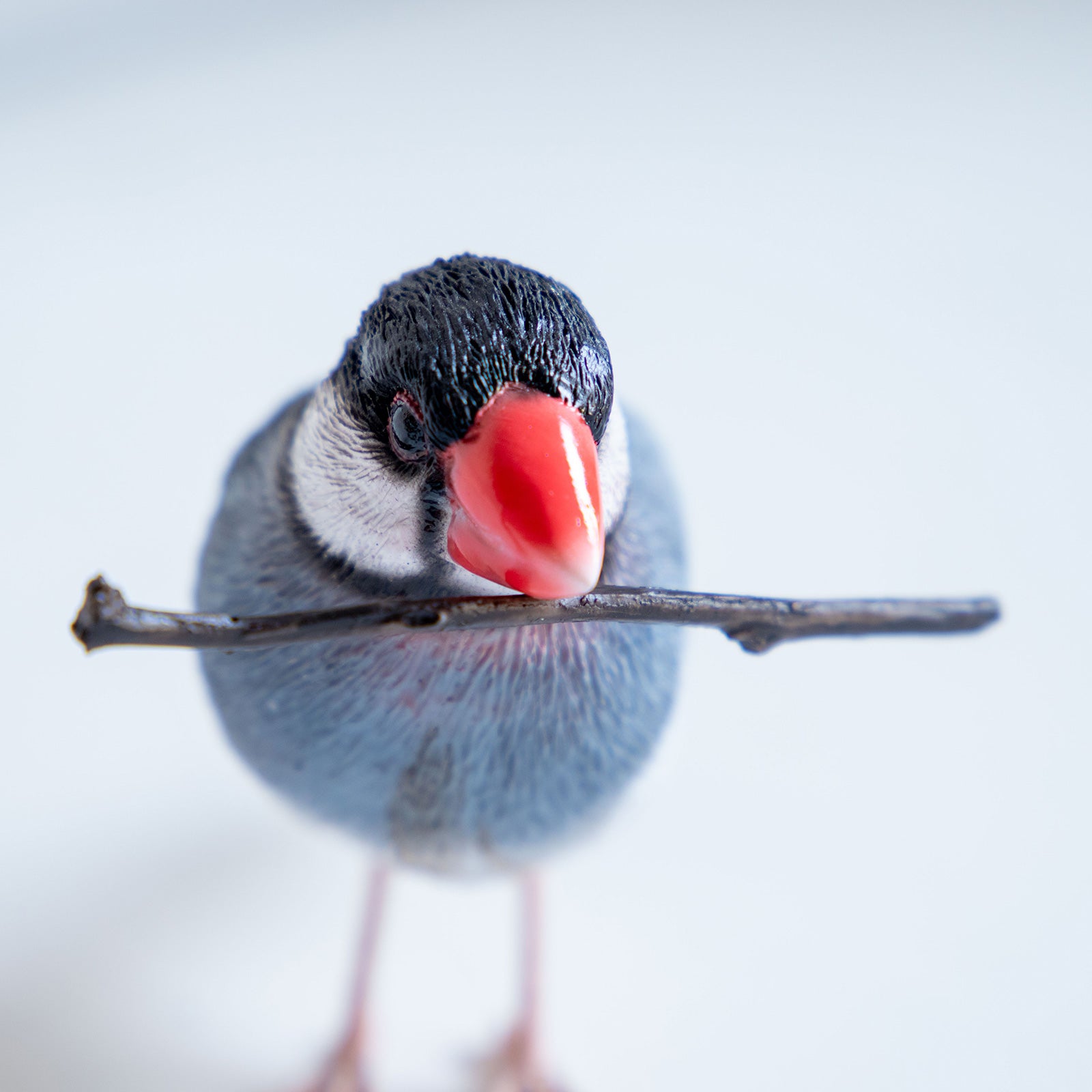 magnet / マグネット マグネット 桜文鳥 – ニコノマニマニ雑貨店