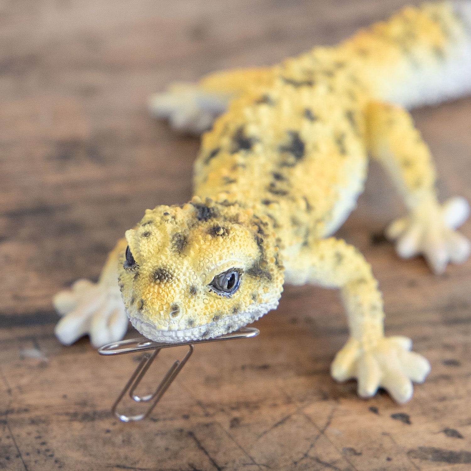 magnet / マグネット マグネット レオパードゲッコー（HIGH YELLOW