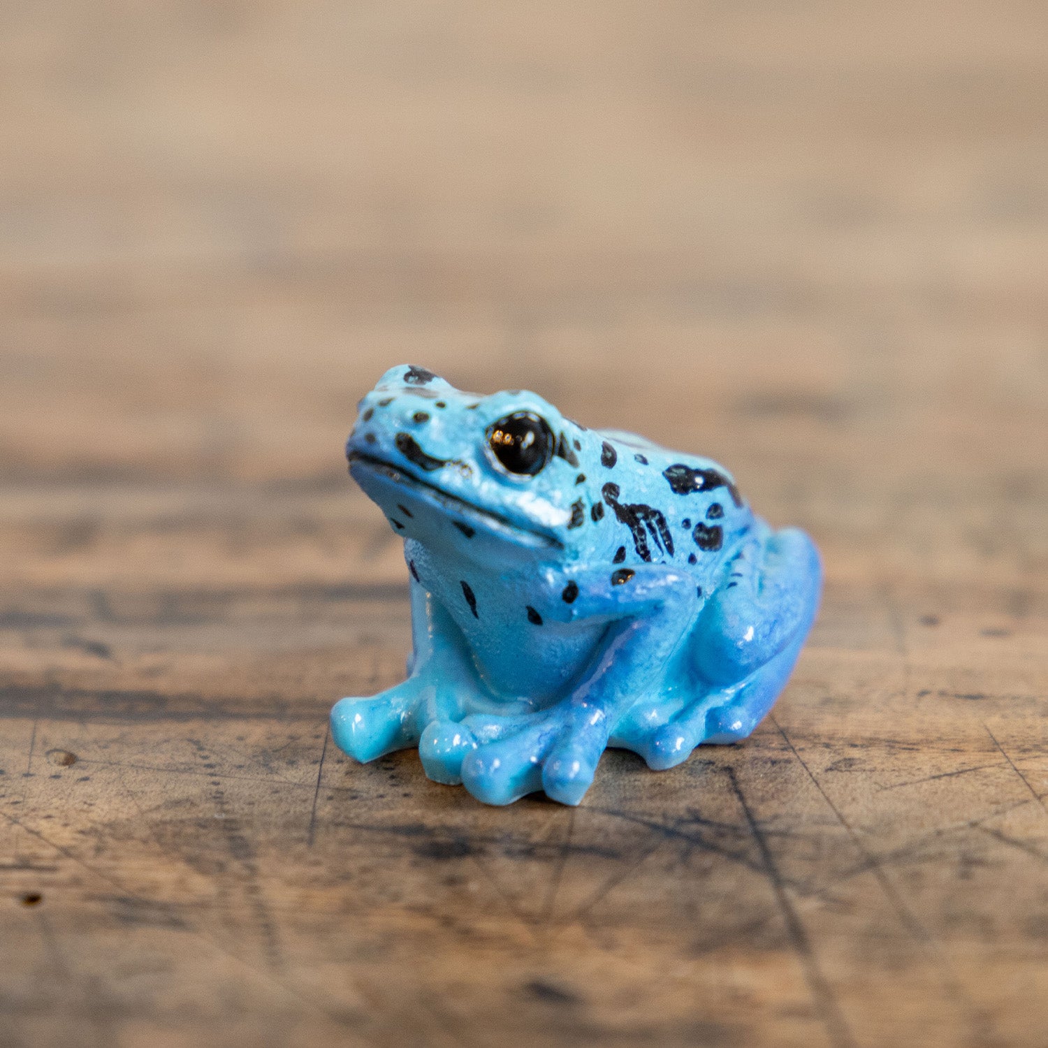 magnet / マグネット マグネット ヤドクガエル（青） – ニコノマニマニ