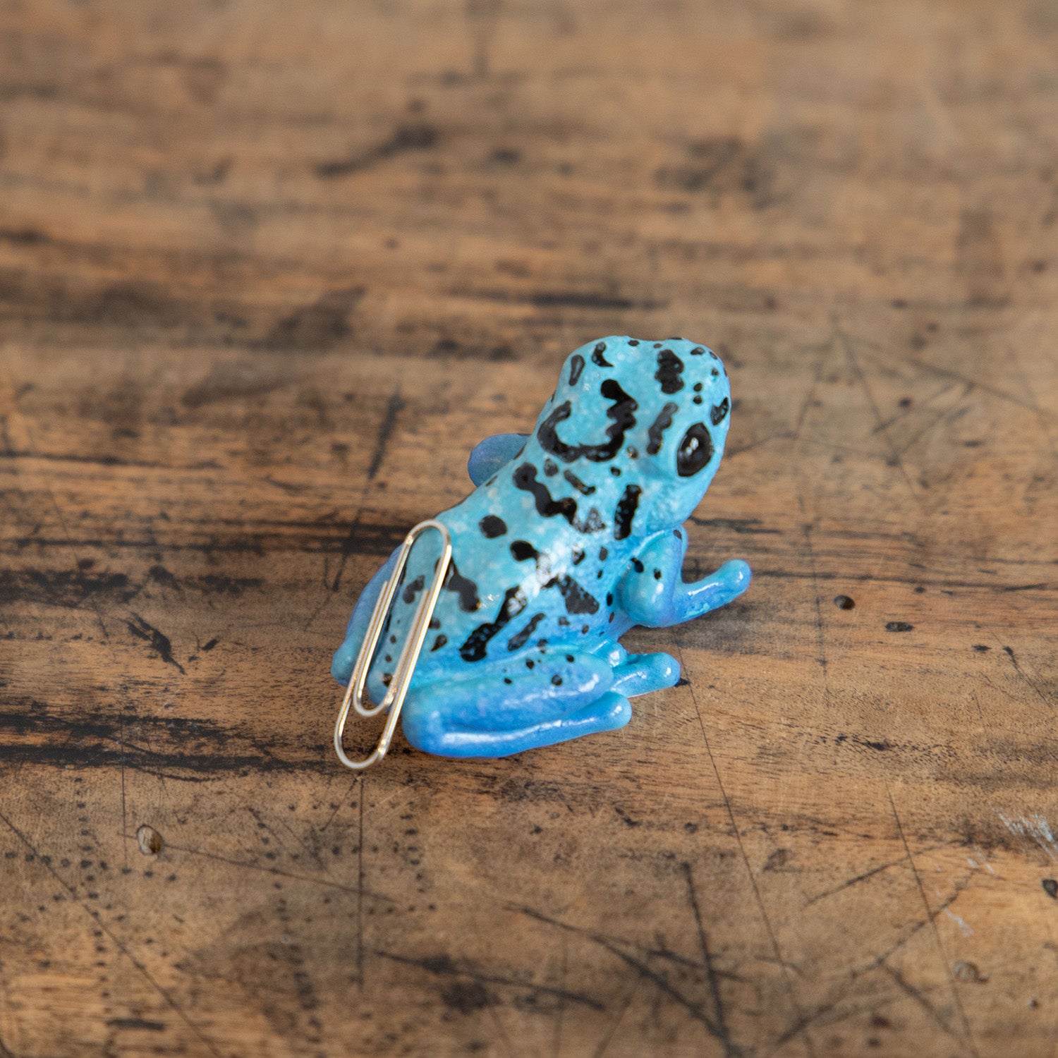 magnet / マグネット マグネット ヤドクガエル（青） – ニコノマニマニ