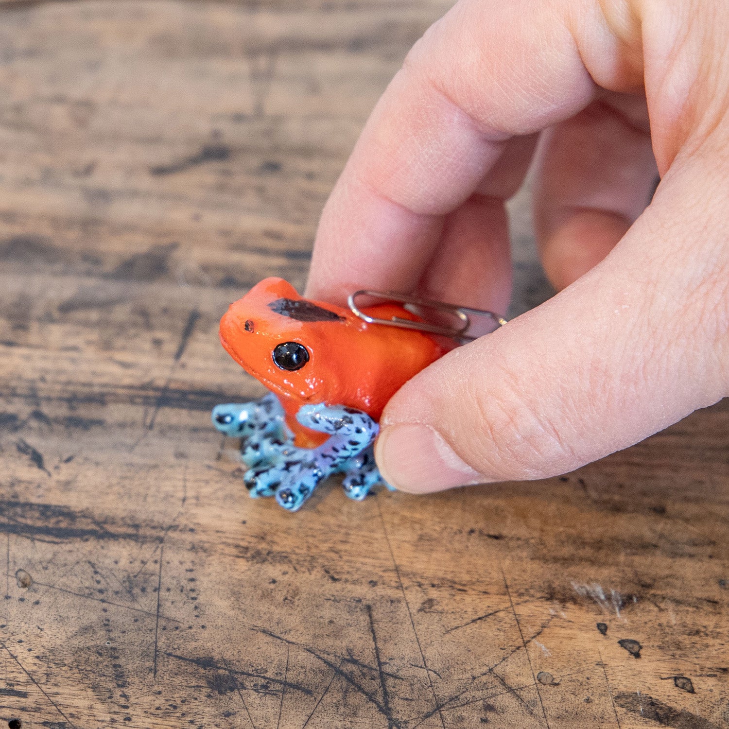 magnet / マグネット マグネット ヤドクガエル（赤） – ニコノマニマニ