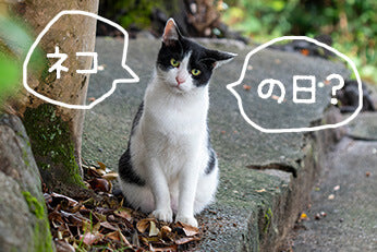 8月8日世界ネコの日特集