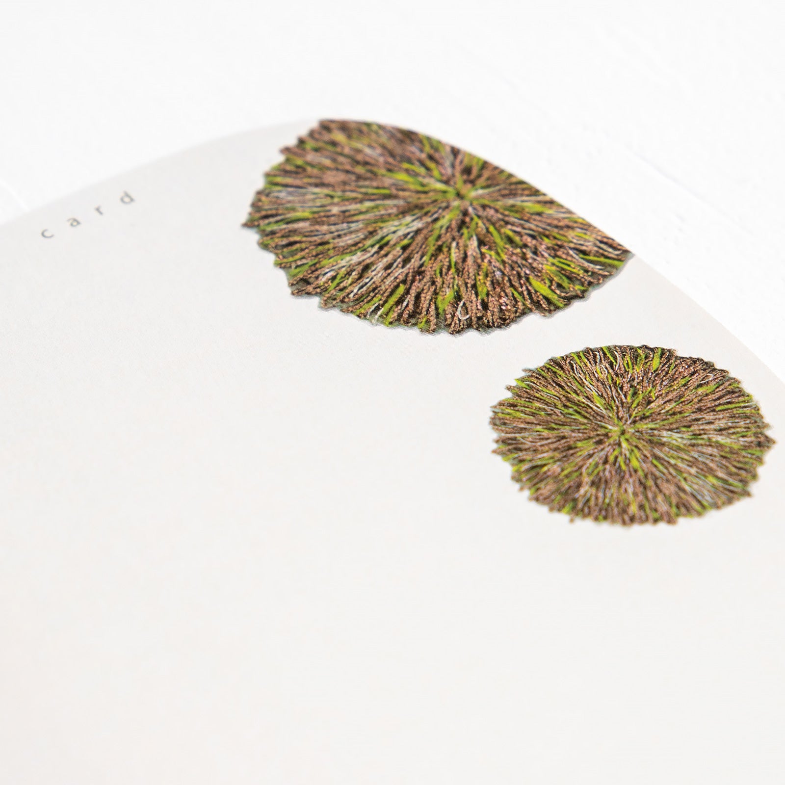 moritaMiW/モリタミウ　ポストカード 熊のドー