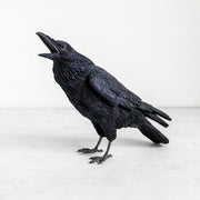 magnet / マグネット　貯金箱  カラス（JUNGLE CROW）