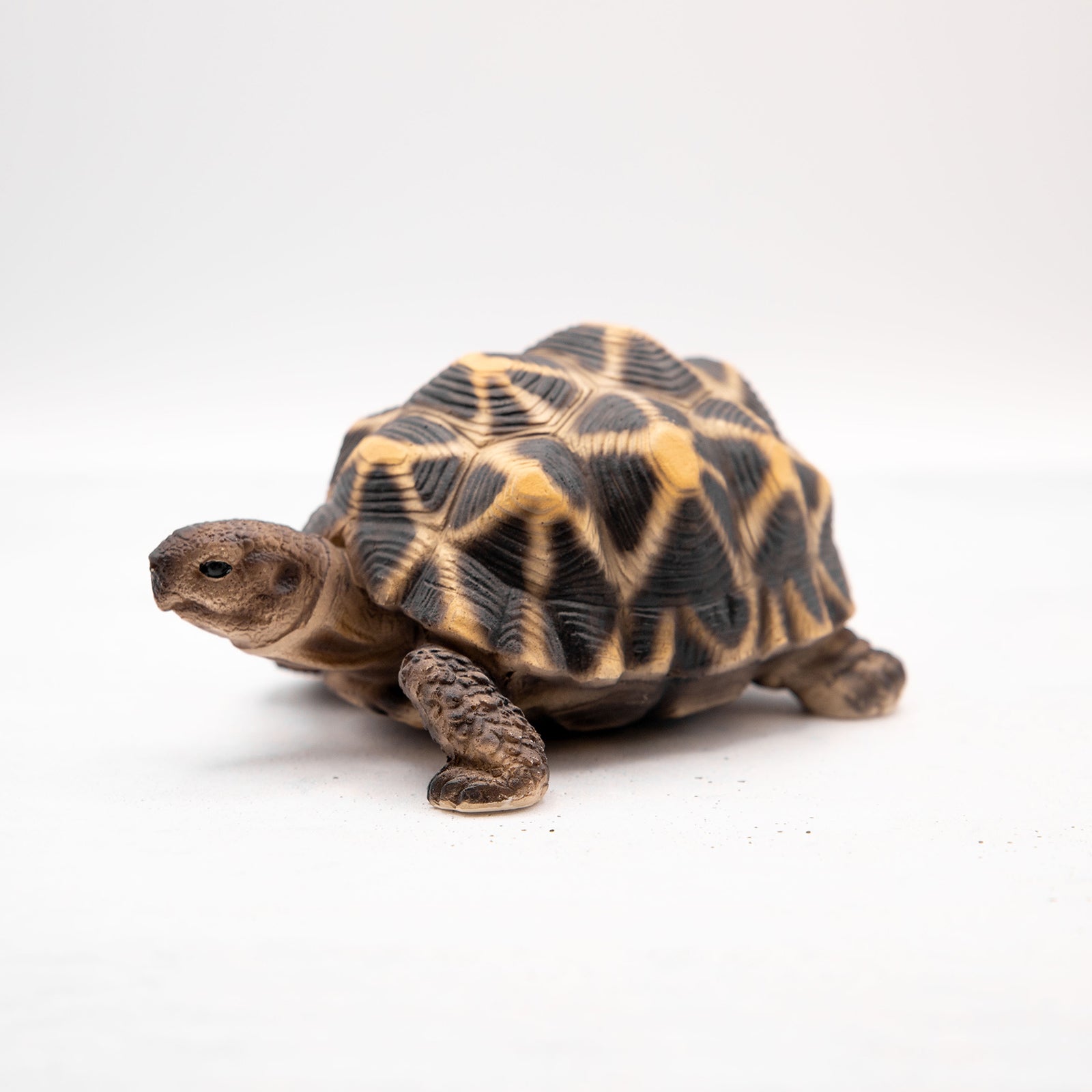 magnet / マグネット　貯金箱 ホシガメ