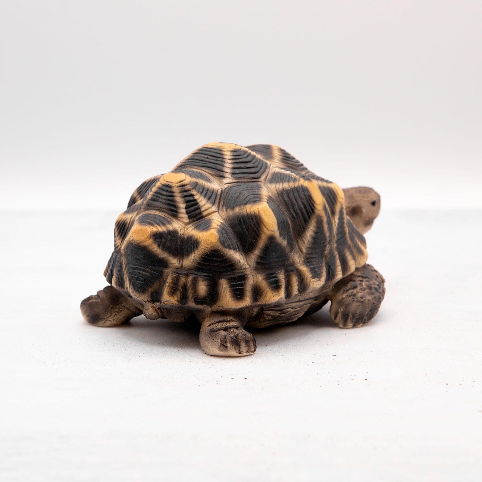 magnet / マグネット　貯金箱 ホシガメ