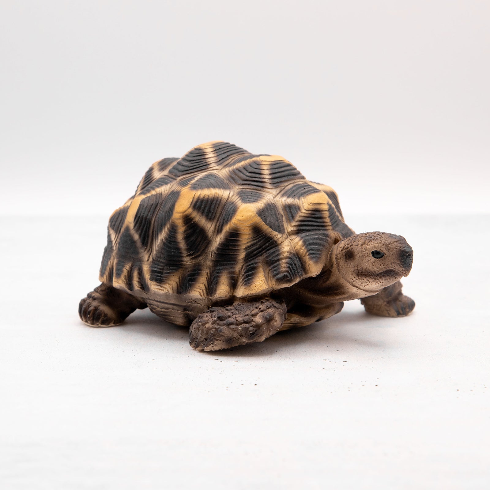 magnet / マグネット　貯金箱 ホシガメ