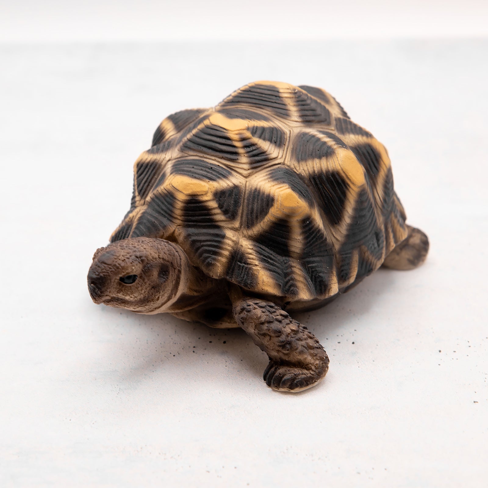 magnet / マグネット　貯金箱 ホシガメ