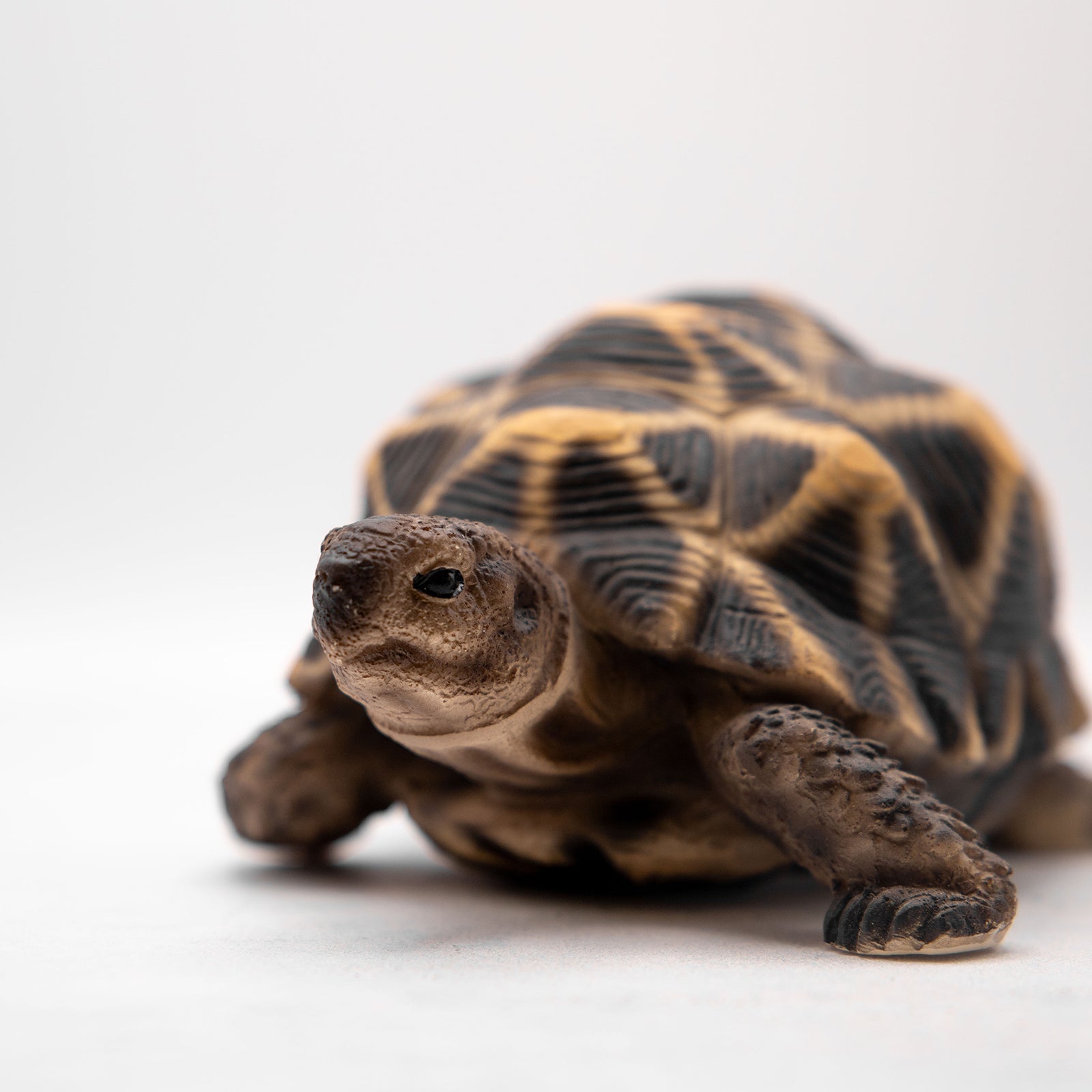 magnet / マグネット　貯金箱 ホシガメ