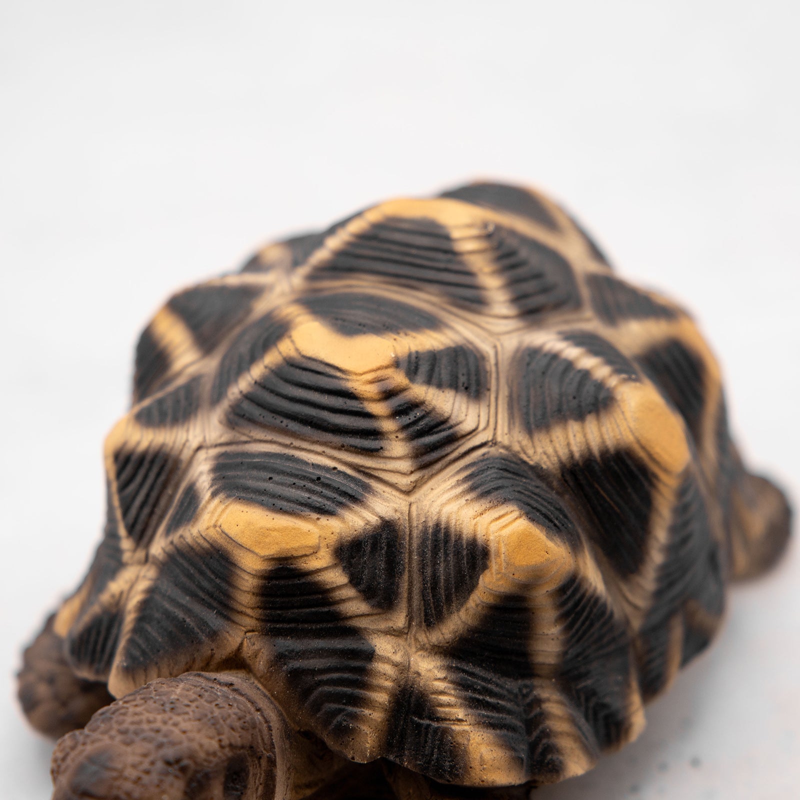 magnet / マグネット　貯金箱 ホシガメ