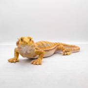 magnet / マグネット　貯金箱 フトアゴヒゲトカゲ