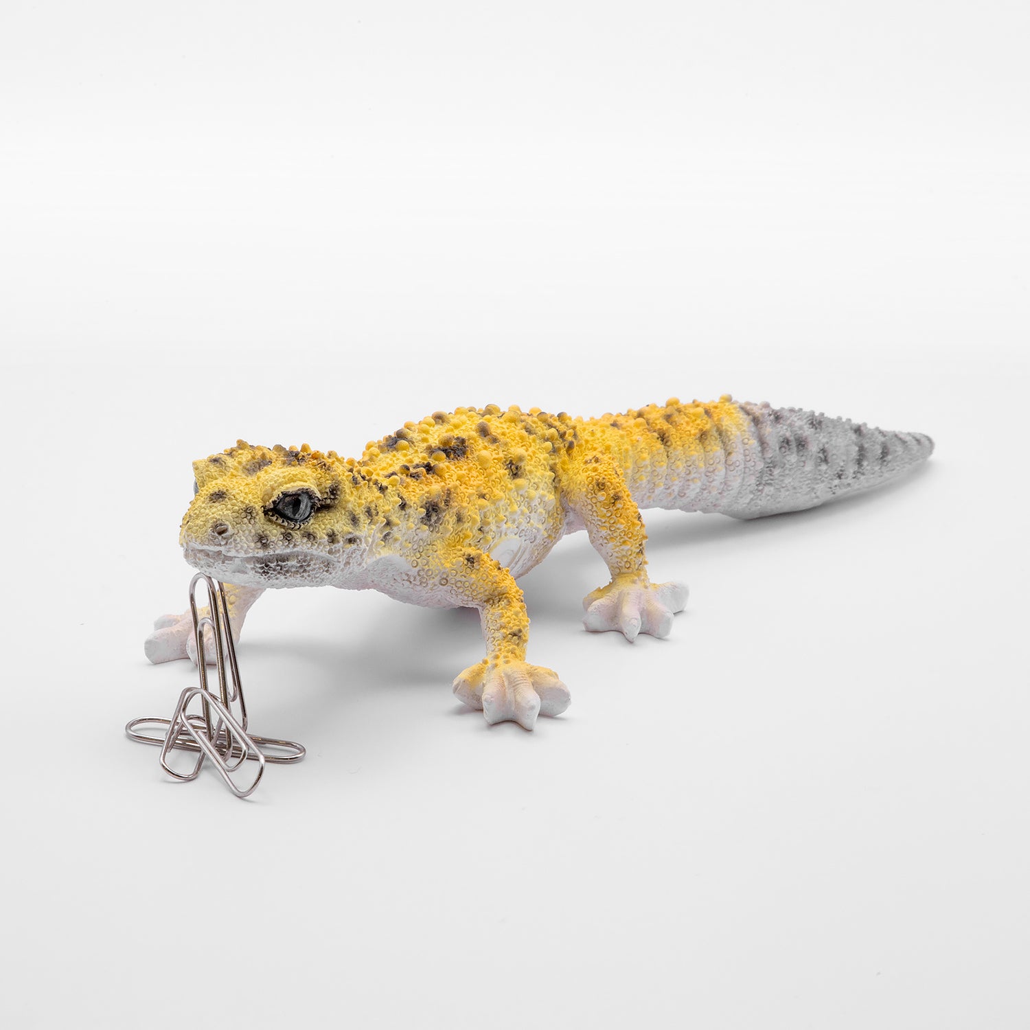 magnet / マグネット マグネット レオパードゲッコー（HIGH YELLOW