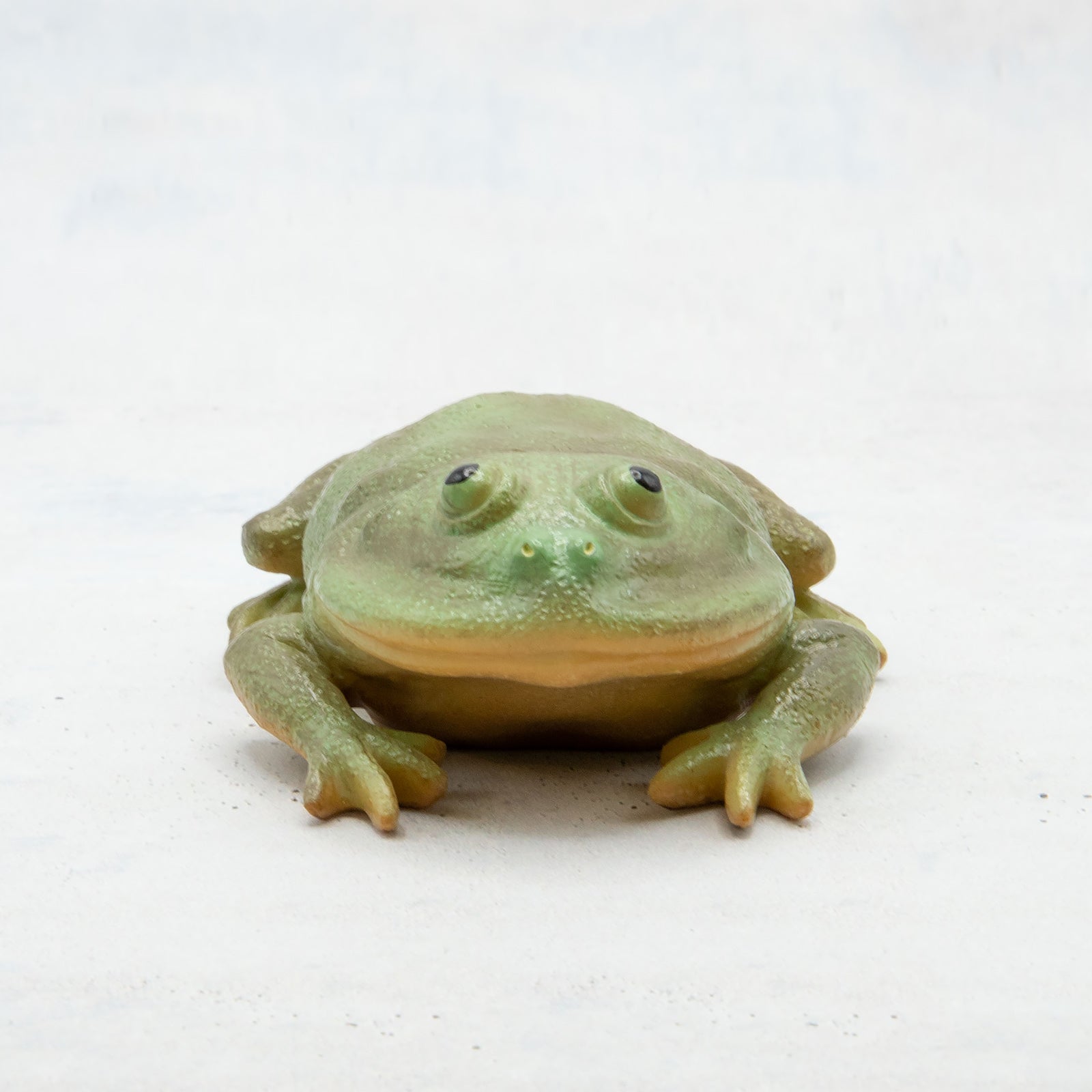 magnet / マグネット　マグネット マルメタピオカガエル