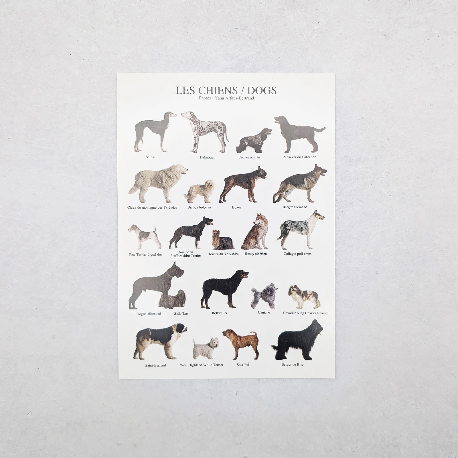 フランス製　ポストカード dogs