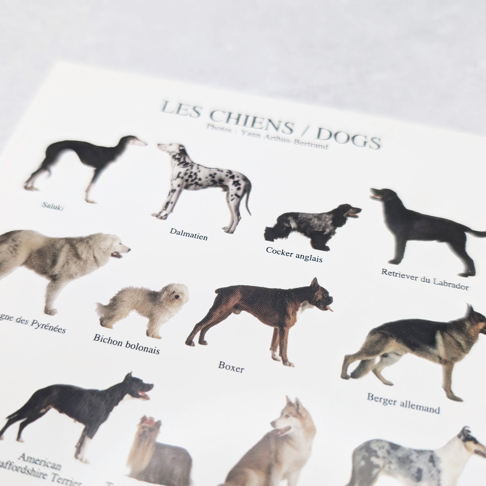 フランス製　ポストカード dogs