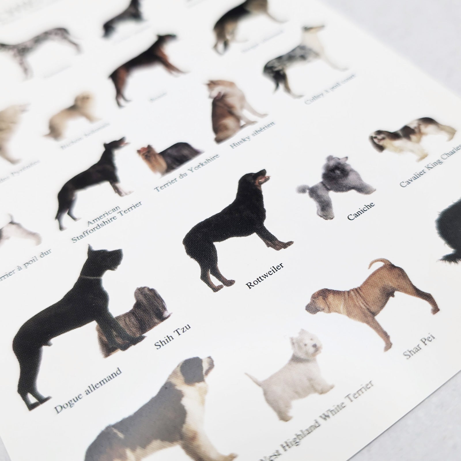フランス製　ポストカード dogs