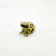 magnet / マグネット　マグネット ヤドクガエル（黄）