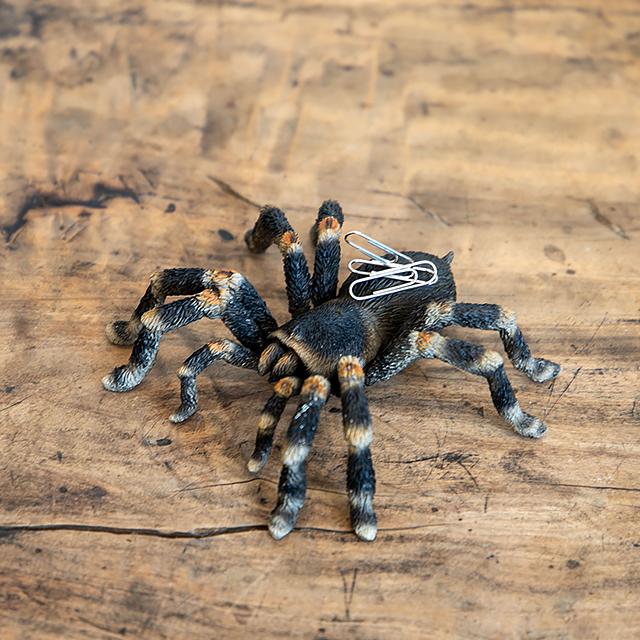 magnet / マグネット　マグネット タランチュラ