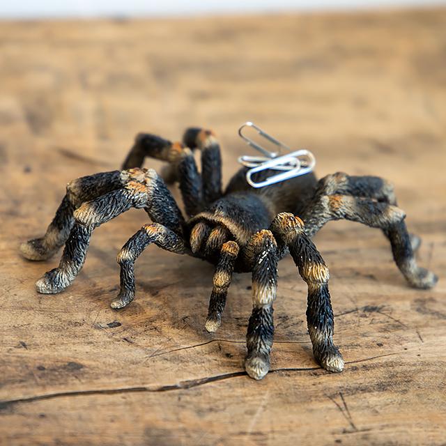 magnet / マグネット　マグネット タランチュラ