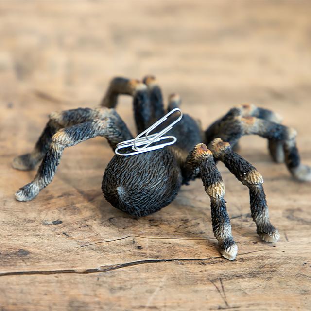 magnet / マグネット　マグネット タランチュラ