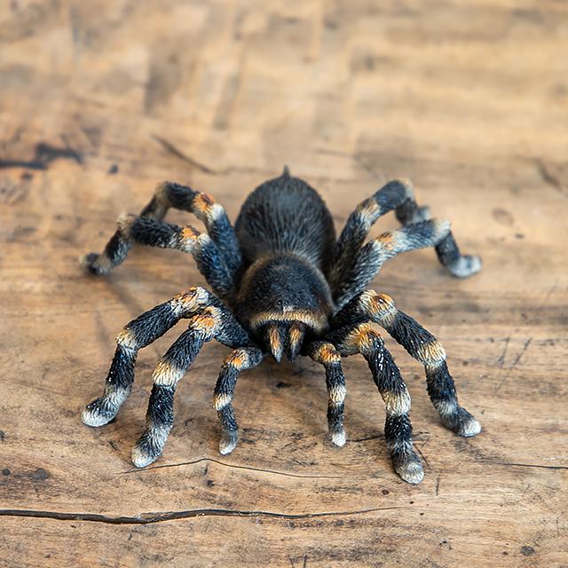 magnet / マグネット　マグネット タランチュラ