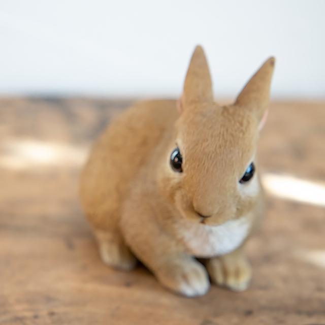 magnet / マグネット　貯金箱 ラビット